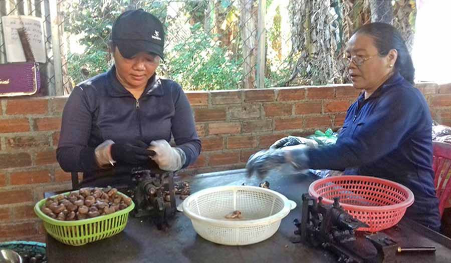  Chị Nguyễn Thị Gấm, thôn Thanh Giáo, xã Ia Krêl (bìa trái) tách vỏ hạt điều tại cơ sở của gia đình. Ảnh: N.S