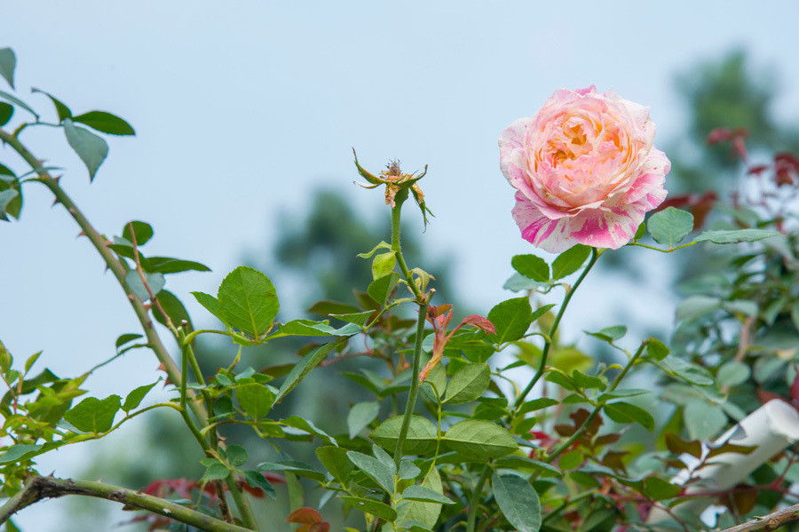  Đây là nơi nghiên cứu và bảo tồn các giống hồng nổi tiếng trên thế giới và các giống hồng cổ tại Việt Nam như hồng Hải Phòng, hồng Sapa, Vân Khôi, Bạch xếp, hồng phấn, hồng nhung cổ Sơn La… 