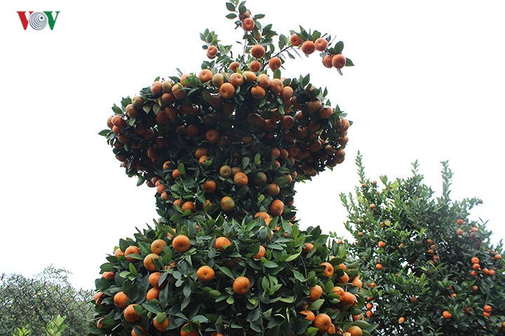 Để cây xanh tốt, bền, ông Thành cho biết, mọi công đoạn làm cỏ, đều được làm thủ công, không sử dụng thuốc diệt cỏ để tránh làm ảnh hưởng đến cây.