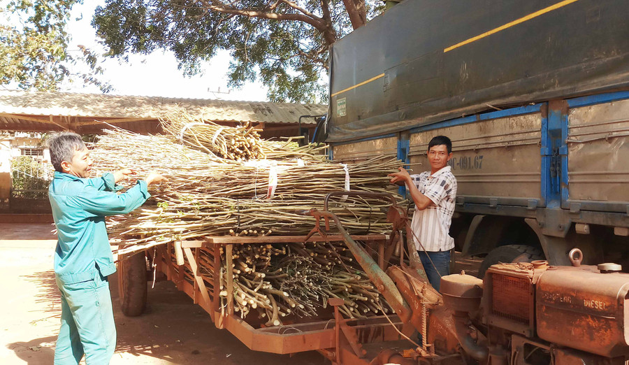 Hộ dân thị trấn Nhơn Hòa nhận hom giống dâu về trồng. Ảnh: Lê Trang 