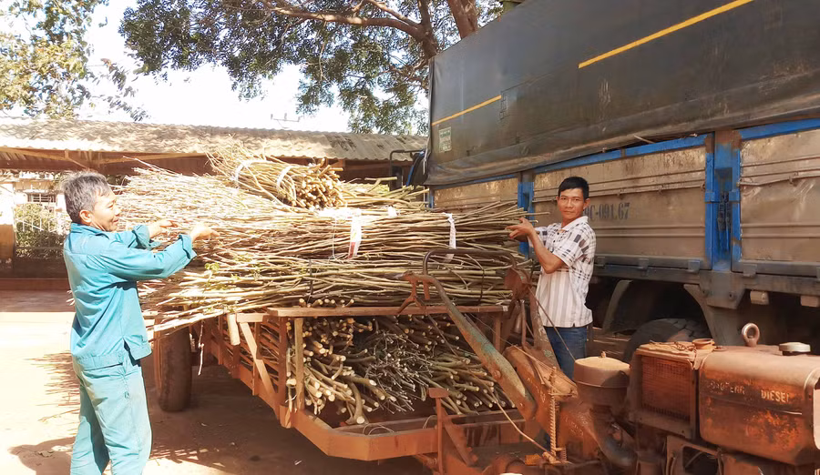 Hộ dân thị trấn Nhơn Hòa nhận hom giống dâu về trồng. Ảnh: Lê Trang 