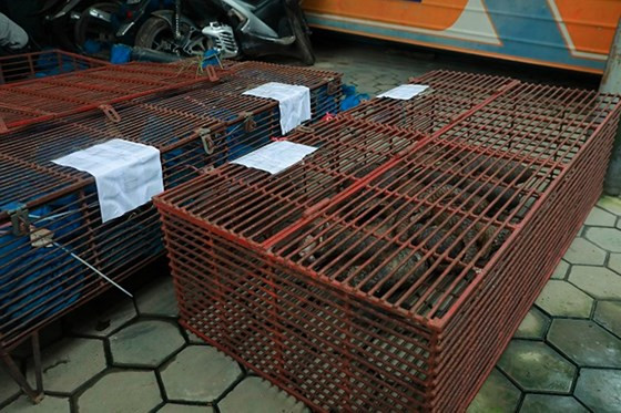 Số tê tê bị bắt giữ. Ảnh Công an Hà Tĩnh Số tê tê bị bắt giữ. Ảnh Công an Hà Tĩnh