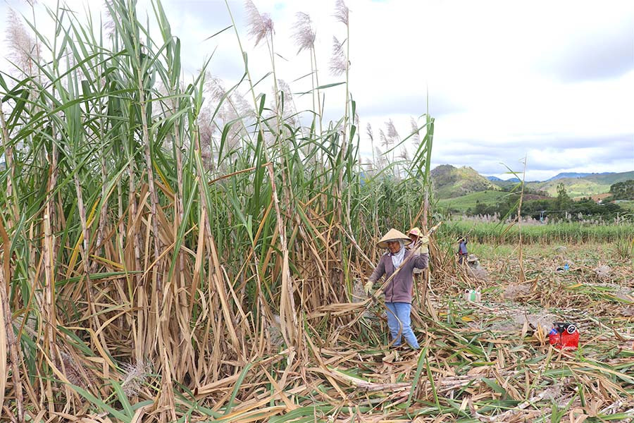 Nông dân khu vực phía Đông tỉnh tiếp tục nếm trải một mùa mía “đắng”. Ảnh: H.T