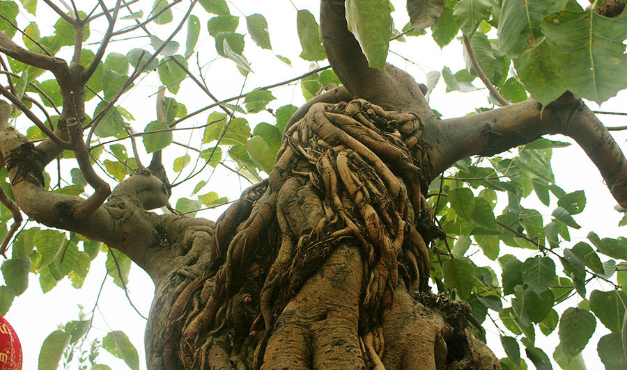 Bồ đề đỏ thường được nhiều người biết đến và gọi tên là bồ đề nhà Phật.