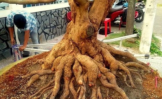 Bộ rễ của cây mai trên 150 tuổi gây sự chú ý mạnh đối với nhiều người Bộ rễ của cây mai trên 150 tuổi gây sự chú ý mạnh đối với nhiều người