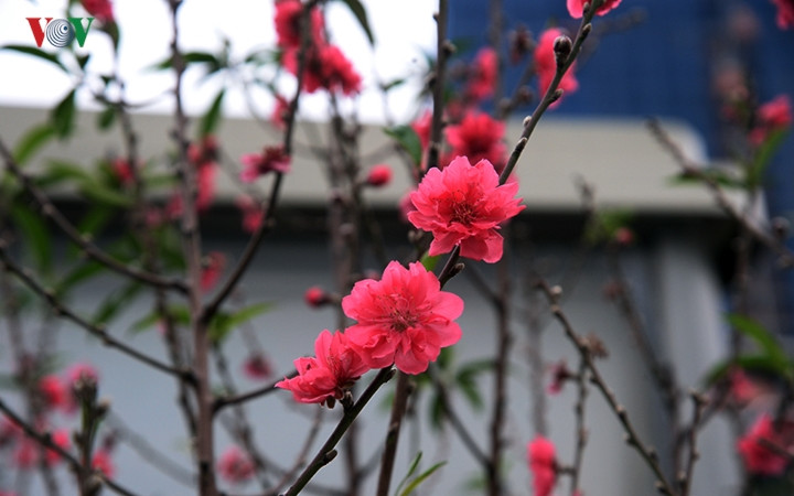  Tuy nhiên, điều khiến người ta chú ý không phải những cây, cành được các nhà vườn mang đến mà là những dãy đào giống từ cổ cho đến rừng được trồng quanh năm nở rộ giữa phố.