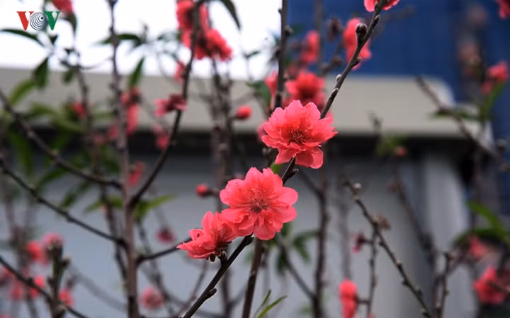  Tuy nhiên, điều khiến người ta chú ý không phải những cây, cành được các nhà vườn mang đến mà là những dãy đào giống từ cổ cho đến rừng được trồng quanh năm nở rộ giữa phố.