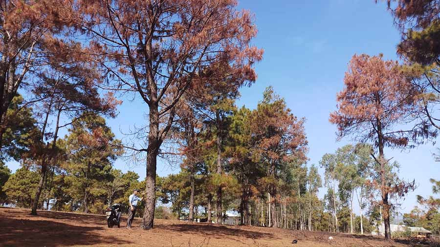  Hàng loạt cây thông đang xanh tốt bỗng dưng bị cháy trụi lá, chết khô hàng loạt. Ảnh: Chí Hào