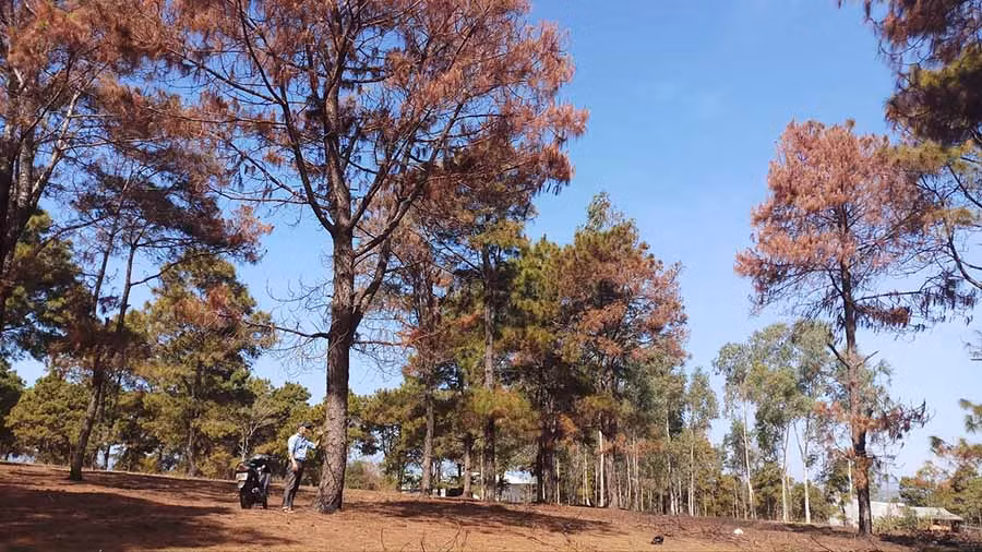  Hàng loạt cây thông đang xanh tốt bỗng dưng bị cháy trụi lá, chết khô hàng loạt. Ảnh: Chí Hào