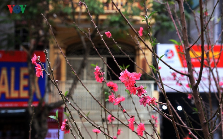 Những bông hoa bích đào đỏ thắm đã nở rộ khiến cho nhiều người có cảm giác Tết đang về rất gần.