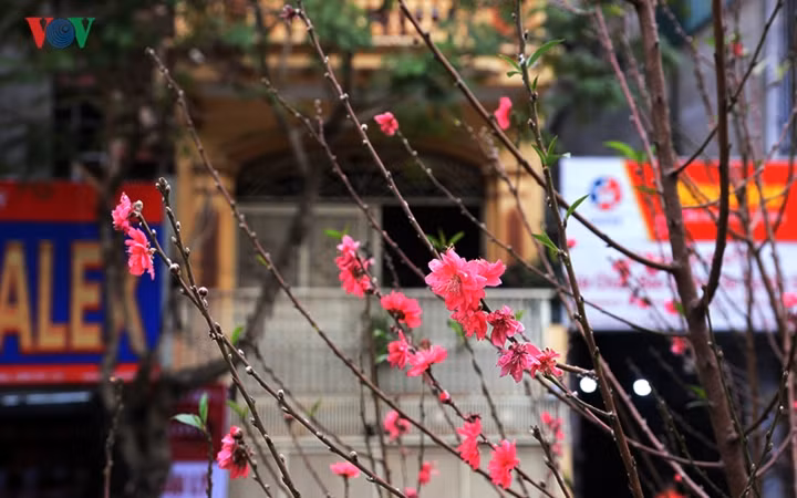Những bông hoa bích đào đỏ thắm đã nở rộ khiến cho nhiều người có cảm giác Tết đang về rất gần.