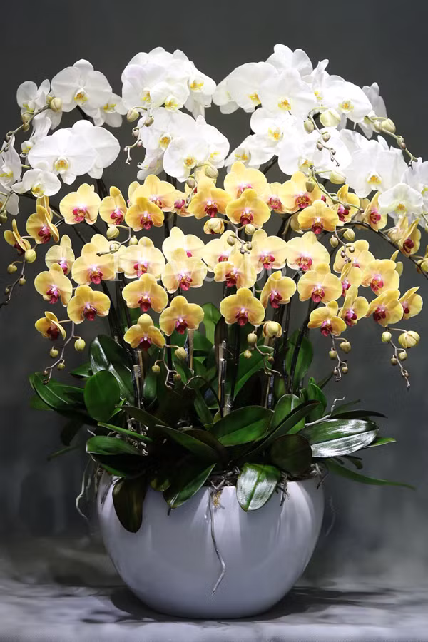 Các chậu lan mix nhiều loại và màu sắc khác nhau được khách hàng ưa chuộng. 