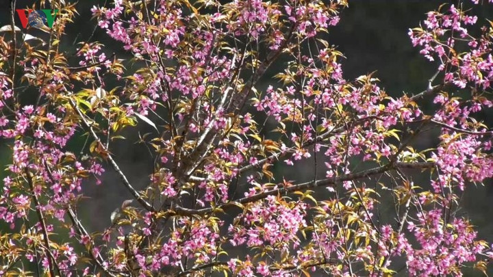 Mỗi mùa hoa Tớ dày, núi rừng như được khoác lên mình bộ áo thổ cẩm rực rỡ.