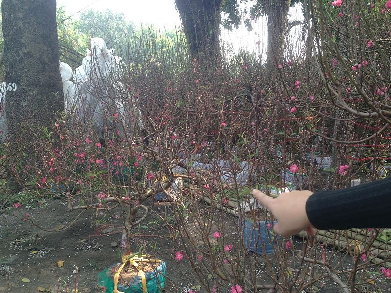 Đào khoe sắc ở Sài Gòn