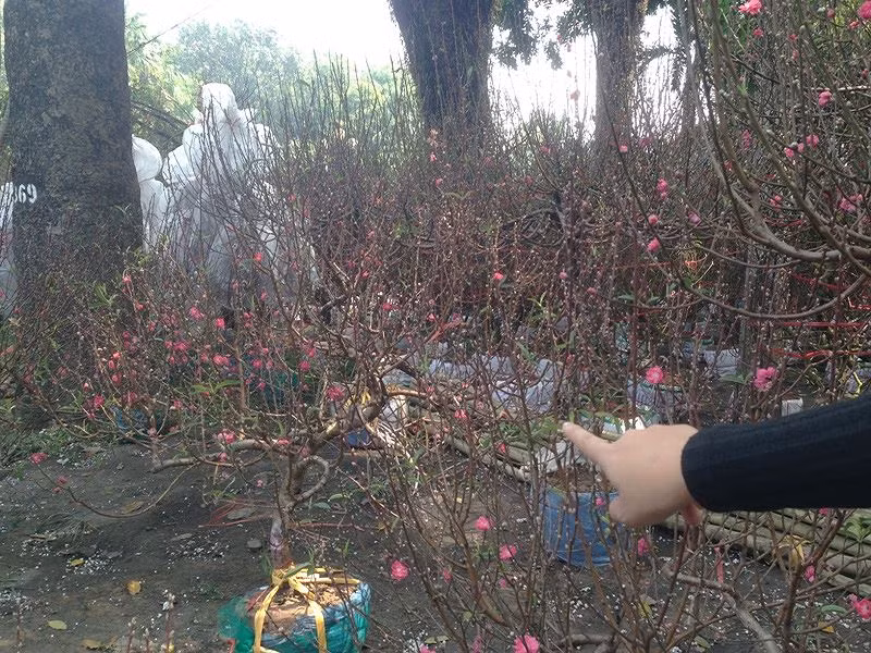 Đào khoe sắc ở Sài Gòn