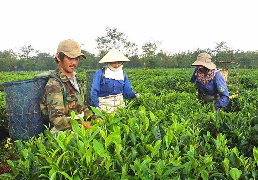  Nâng cao chất lượng, đảm bảo truy xuất nguồn gốc là điều kiện để nông sản tỉnh ta lọt vào các thị trường khó tính. Ảnh: Hà Duy