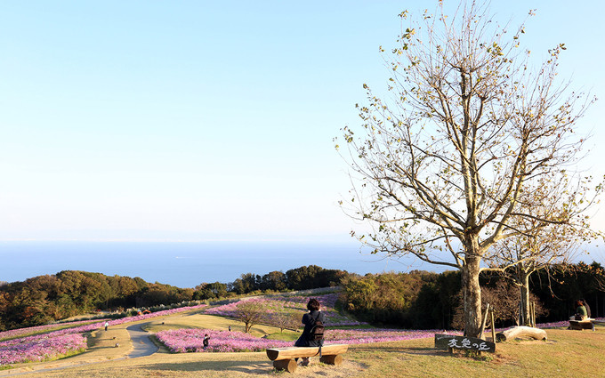 Công viên hoa trải dài hàng nghìn m2 bên vịnh Osaka nên du khách không chỉ ngắm hoa mà còn có thể thưởng ngoạn phong cảnh vịnh.