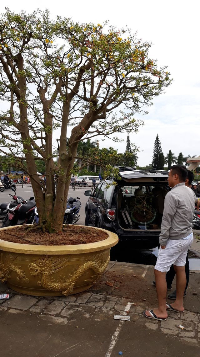 Đây là lần thứ 4, cây mai được chủ nhân đưa từ Gia Lai xuống chợ hoa Tết Đà Nẵng