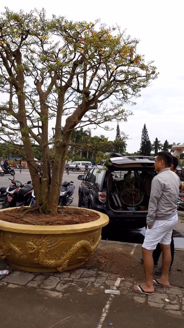 Đây là lần thứ 4, cây mai được chủ nhân đưa từ Gia Lai xuống chợ hoa Tết Đà Nẵng
