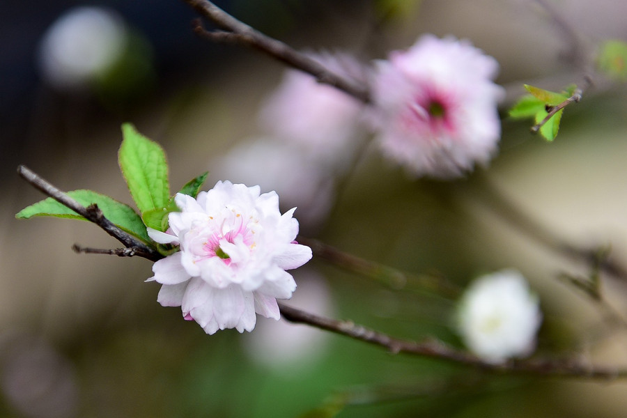  Theo người trồng mai ở đây cho biết, thời tiết năm nay cũng có phần khắc nghiệt nên nhiều cây hoa đã nở.