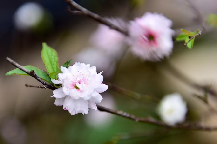  Theo người trồng mai ở đây cho biết, thời tiết năm nay cũng có phần khắc nghiệt nên nhiều cây hoa đã nở.