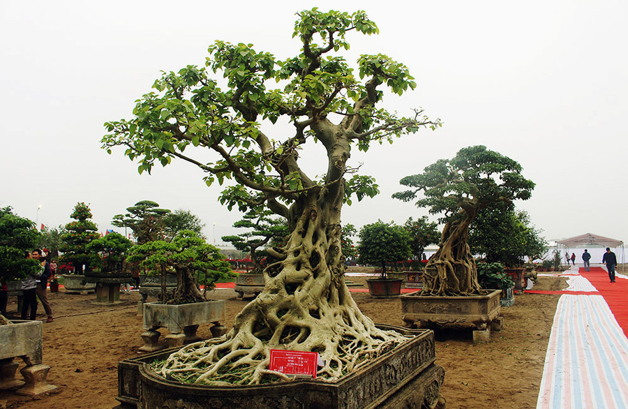 Bồ đề cổ hiện là loài cây được giới sành chơi săn lùng ráo riết Bồ đề cổ hiện là loài cây được giới sành chơi săn lùng ráo riết