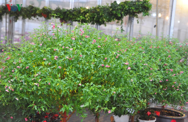  Chủ cửa hàng cho biết, cẩm quỳ thân gỗ chủ yếu được chuyển từ Đà Lạt về Hà Nội.