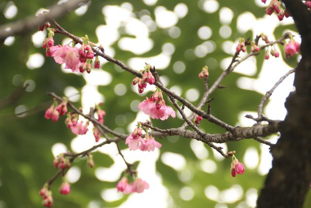 Tại Việt Nam, vẻ đẹp của hoa anh đào cũng được rất nhiều người yêu thích. Trong các lễ hội giao lưu văn hóa hai nước, hoa anh đào thường được đưa từ Nhật Bản sang để phục vụ người yêu hoa. 