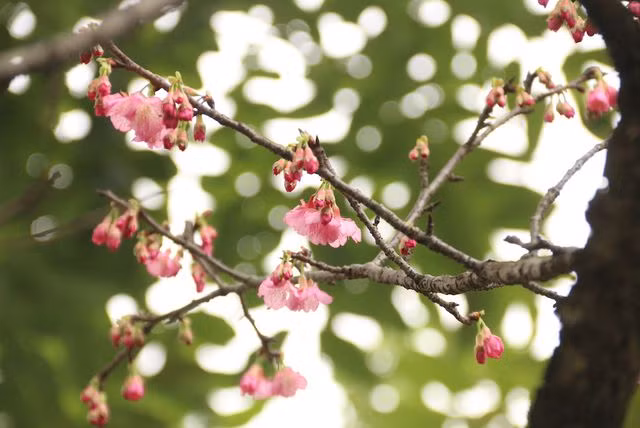 Tại Việt Nam, vẻ đẹp của hoa anh đào cũng được rất nhiều người yêu thích. Trong các lễ hội giao lưu văn hóa hai nước, hoa anh đào thường được đưa từ Nhật Bản sang để phục vụ người yêu hoa. 