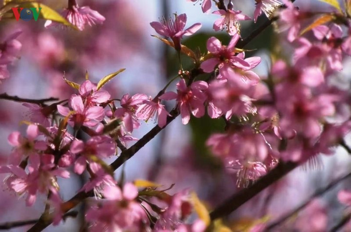  Hoa Tớ dày có năm cánh hồng, nhụy dài đỏ rực, nở thành từng chùm.