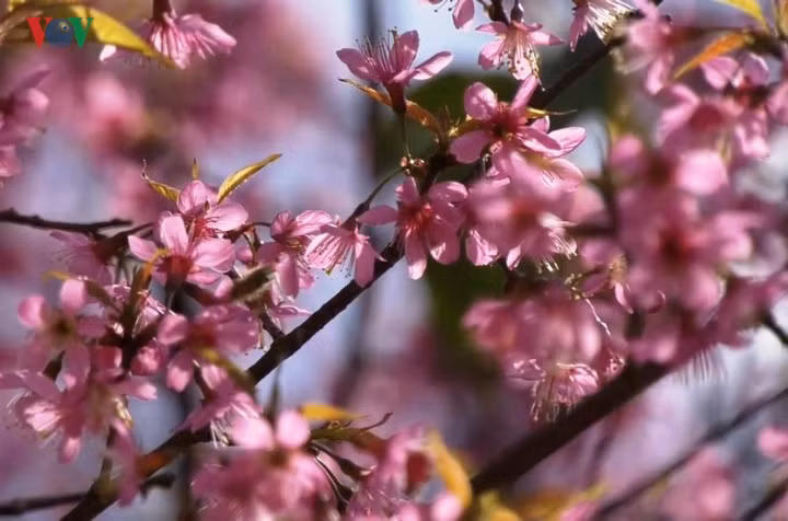  Hoa Tớ dày có năm cánh hồng, nhụy dài đỏ rực, nở thành từng chùm.