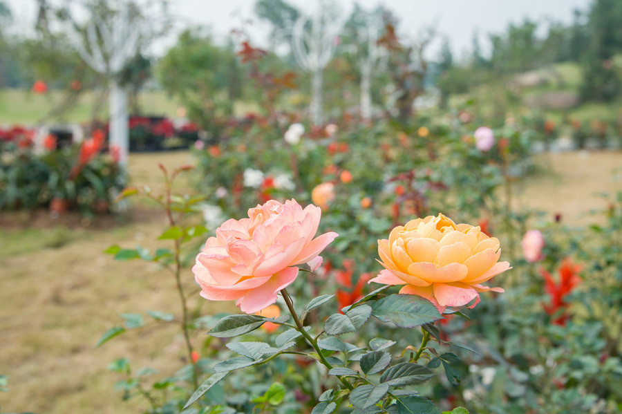 Trong khuôn viên, hoa hồng được trồng khéo léo, tinh tế, bài trí thành nhiều tiểu cảnh nhỏ xinh. Hoa trồng dọc theo những lối đi, uốn lượn thành vòm tại cổng chào, ngập tràn trong những khu vườn, neo đậu hững hờ bên bờ tường, cửa sổ…