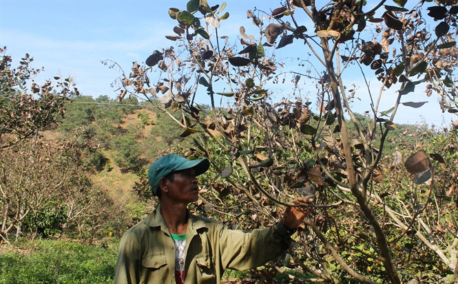 Hơn 933 ha điều bị bọ xít muỗi gây hại trên địa bàn Gia Lai. (ảnh internet)