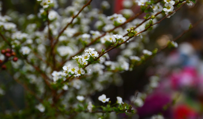 Chợ hoa Hàng Lược năm nay xuất hiện thêm loại tuyết mai với giá 240.000 đồng một bó. Theo người bán, loại hoa này phải nhập khẩu từ Nhật Bản, tươi lâu và rất dễ chăm sóc. Trước đây, người mua muốn trưng tuyết mai trong nhà phải đặt trước tại các cửa hàng hoa nhập khẩu với giá cao gấp đôi mức hiện tại.