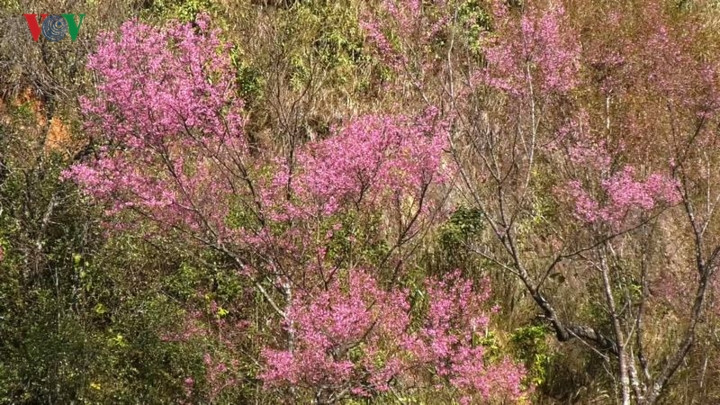  Kết thành những thảm hoa giữa rừng xanh.