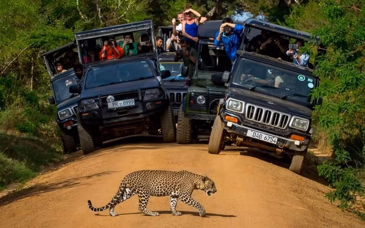  Thiên nhiên hoang dã là điểm đặc biệt hút khách du lịch đến với Sri Lanka. Ảnh: Shutterstock.com