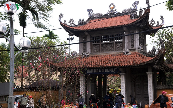  Trước của chùa Vạn Niên và Tảo Sách những cây hoa đào tại giải phân cách giữa đã nở rộ.