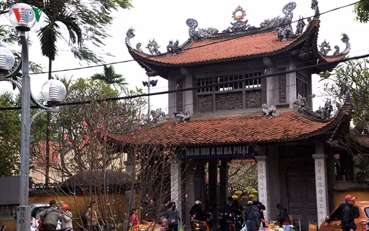  Trước của chùa Vạn Niên và Tảo Sách những cây hoa đào tại giải phân cách giữa đã nở rộ.