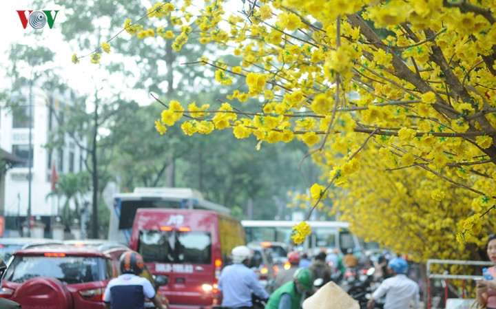 Tuyến đường Phạm Ngọc Thạch, Q1 cũng được trang trí hoa mai vàng khiến Tết như đến với con phố này rực rỡ, vui nhộn hơn bất cứ nơi nào.