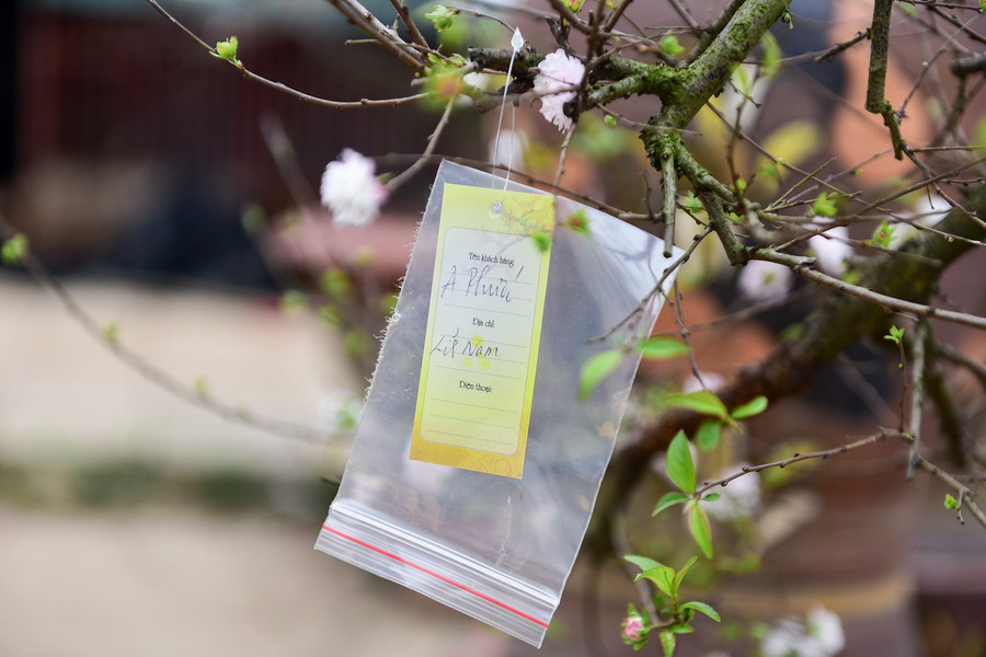 Nhiều cây trong vườn đã được đặt, chủ nhân chỉ chờ đến cận Tết là đến lấy đêm về chơi.