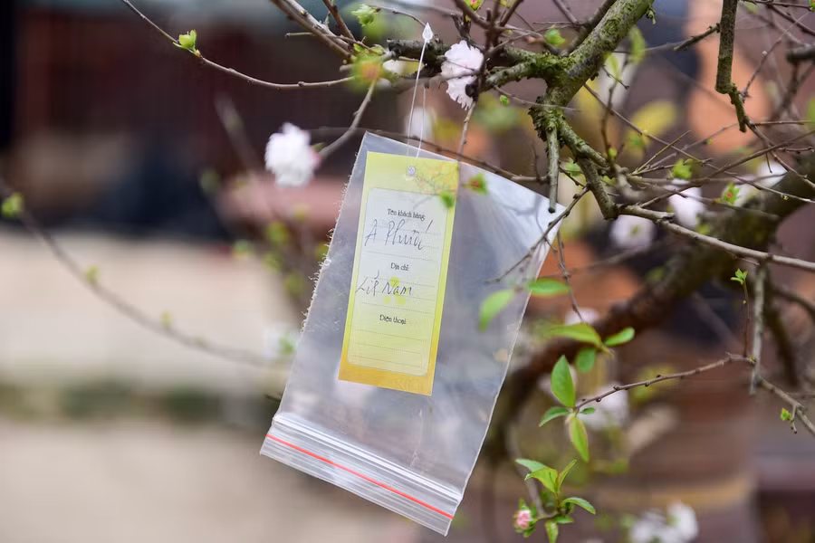 Nhiều cây trong vườn đã được đặt, chủ nhân chỉ chờ đến cận Tết là đến lấy đêm về chơi.