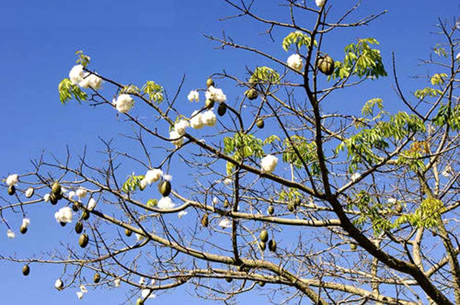  Hoa vông. Ảnh: internet