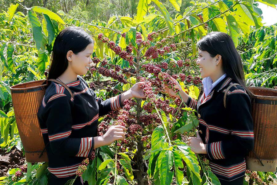 Cà phê là một trong những loại cây trồng chủ lực của huyện Chư Sê. Ảnh: Đức Thụy Cà phê là một trong những loại cây trồng chủ lực của huyện Chư Sê. Ảnh: Đức Thụy