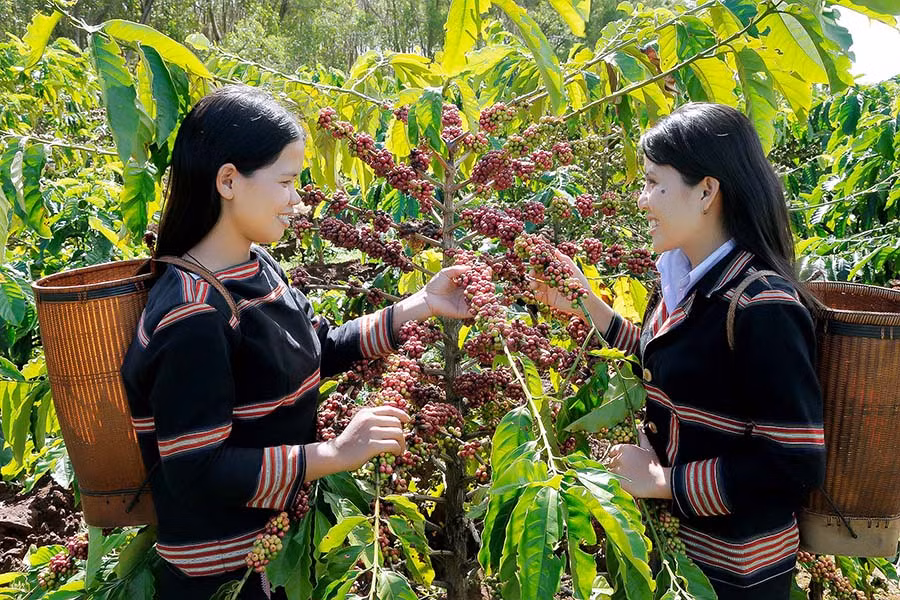 Cà phê là một trong những loại cây trồng chủ lực của huyện Chư Sê. Ảnh: Đức Thụy