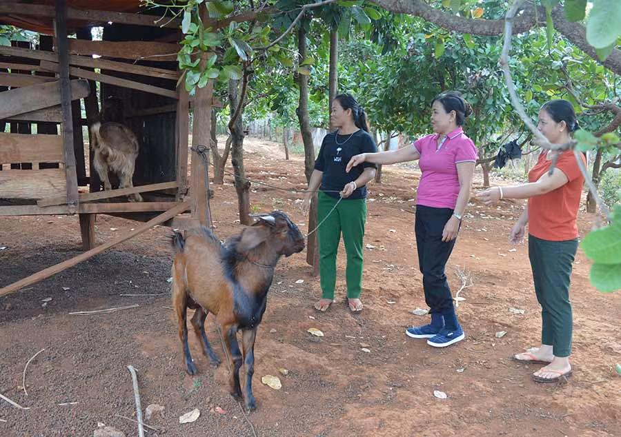  Chị H'Phu (bìa trái) phấn khởi vì được hỗ trợ dê giống. Ảnh: P.D