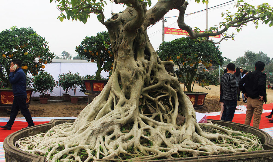  Cây bồ đề cổ có bộ rễ chảy ra kín xung quanh thân, bề mặt mịn và không còn sẹo lồi lõm