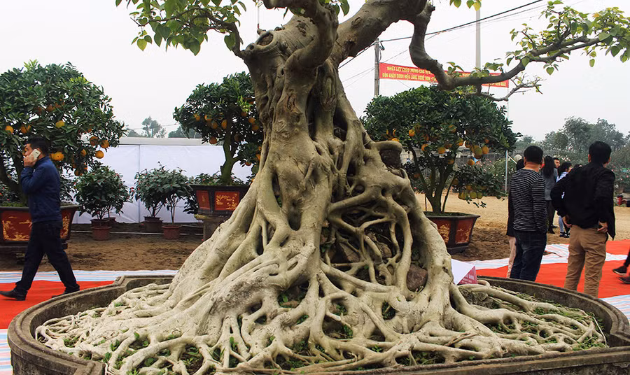  Cây bồ đề cổ có bộ rễ chảy ra kín xung quanh thân, bề mặt mịn và không còn sẹo lồi lõm