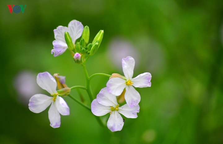 Hoa cải nhỏ bé, khi nở có sắc trắng, phơn phớt tím, nhụy vàng mỏng manh. Khó có thể nghĩ rằng khi đồng loạt nở nộ, loài hoa nhỏ bé này lại tạo nên khung cảnh choáng ngợp đến như vậy.