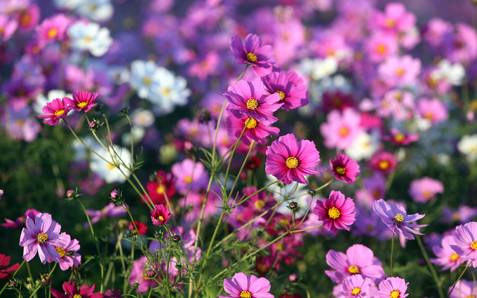 Những bông hoa cánh bướm hay còn gọi là hoa cosmos Nhật Bản. 