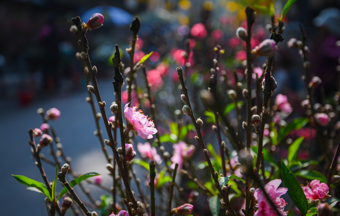 Hoa đào bán tại chợ đến từ nhiều nguồn khác nhau, đa phần trồng ở Nhật Tân và các huyện ngoại thành Hà Nội. Khác với chợ hoa Lạc Long Quân chuyên bán đào gốc với những cây có giá hàng chục triệu đồng, chợ Hàng Lược chủ yếu bán đào cành từ nhỏ tới vừa. Ông Nguyễn Quý (Hai Bà Trưng) chia sẻ, đến chợ Hàng Lược ngắm hoa đã trở thành một nét văn hóa với người dân Hà Nội từ ngày xưa. Theo ông Quý, dù con phố đã không còn giữ nghề làm lược nhưng chợ hoa thì năm nào cũng có, vẹn nguyên như 100 năm trước.